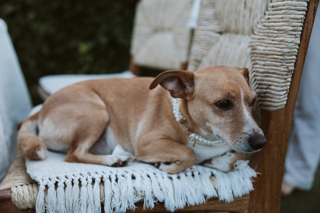 A small brown and white dog wearing pearl necklaces lies on a woven chair with a fringed white cloth, looking to the side.